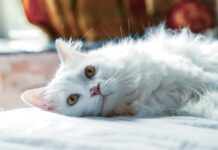 How to Start a Pet Business? How to start a Pet Business