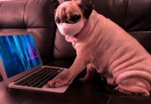 COVID-19: Top 5 Cyber Security Tips For Working From Home COVID-19 Top 5 Cyber Security Tips for working from home 3