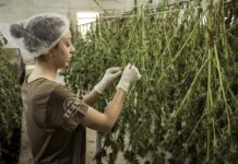 How Technology is Revamping The CBD Industry How Technology Is Revamping The CBD Industry